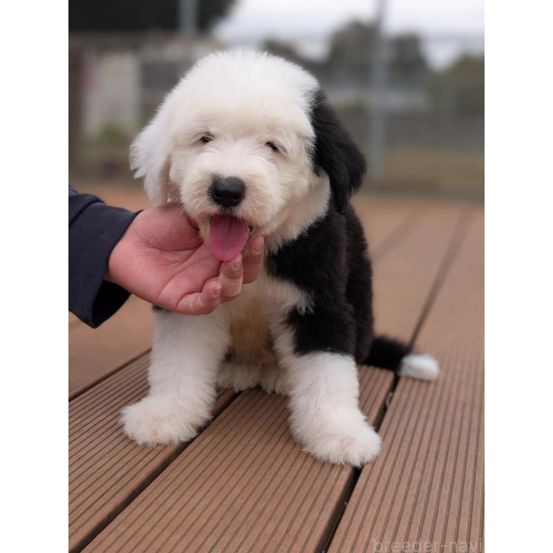 販売中の茨城県のオールドイングリッシュシープドッグ-423555