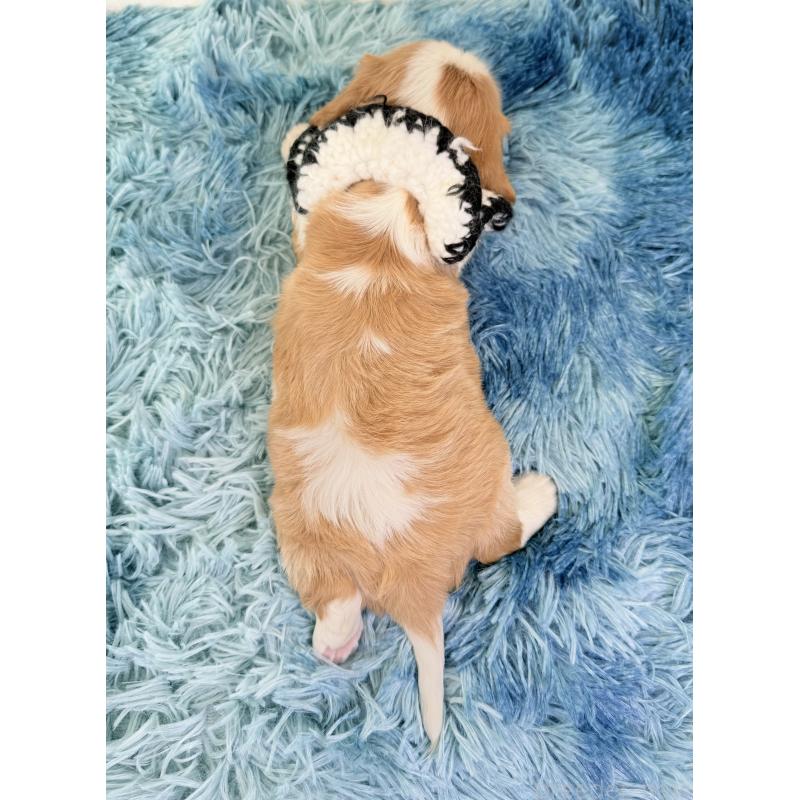 販売中の埼玉県のキャバリアキングチャールズスパニエル-423552の3枚目