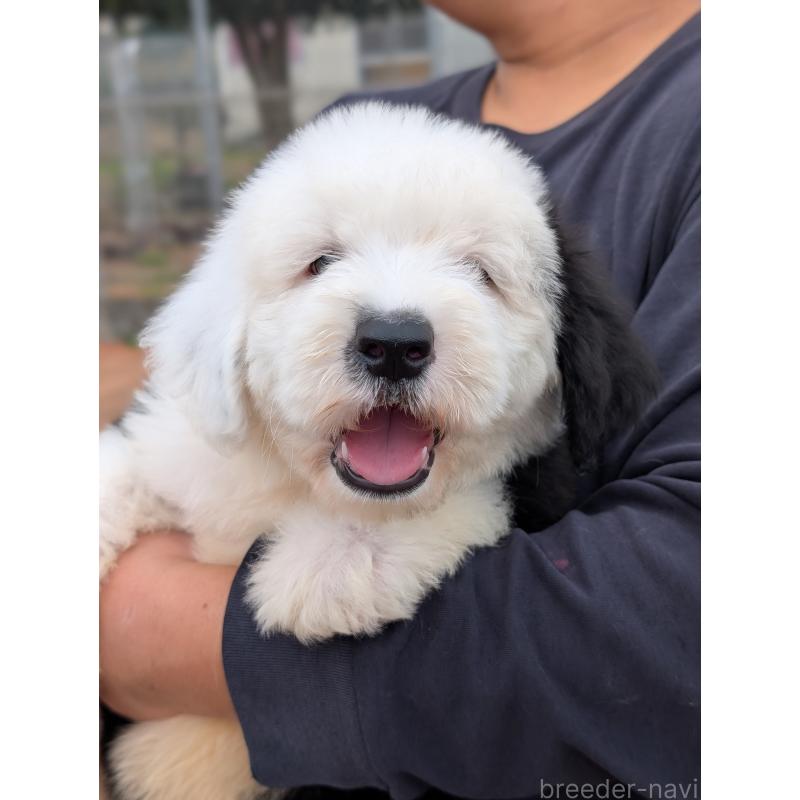 販売中の茨城県のオールドイングリッシュシープドッグ-423555の6枚目