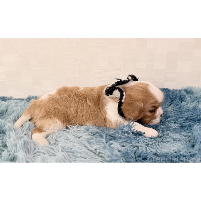 販売中の埼玉県のキャバリアキングチャールズスパニエル-423552の2枚目