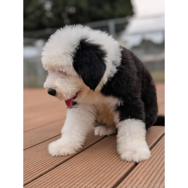 販売中の茨城県のオールドイングリッシュシープドッグ-423555の5枚目