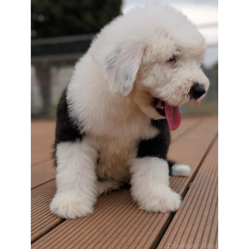 販売中の茨城県のオールドイングリッシュシープドッグ-423555の4枚目