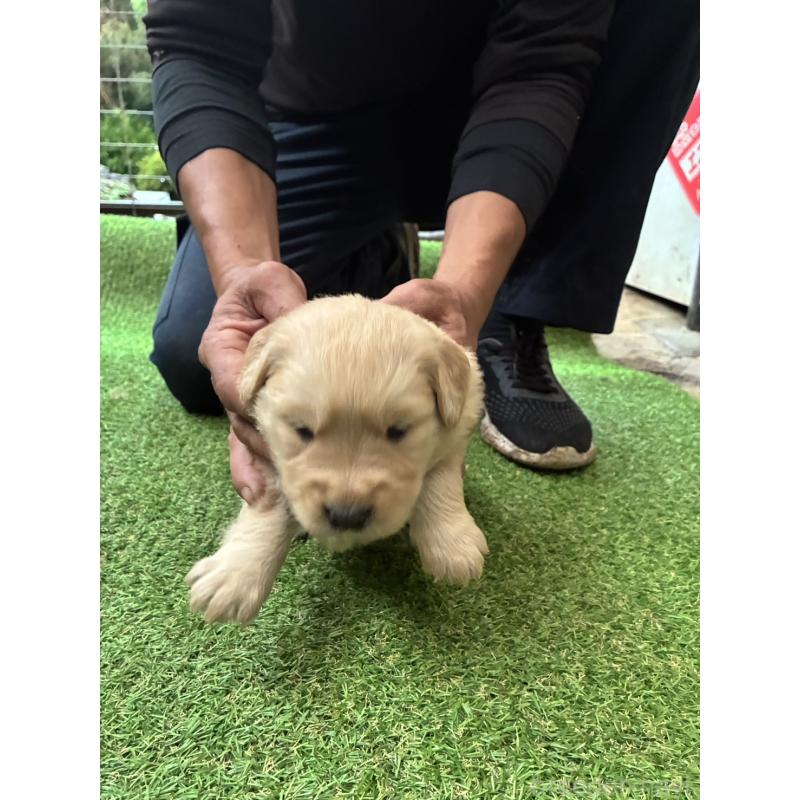 販売中の大分県のゴールデンレトリーバー-423553の2枚目