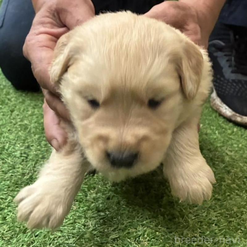 販売中の大分県のゴールデンレトリーバー-423553