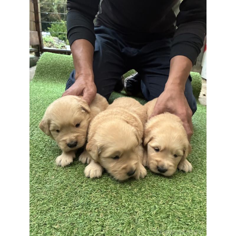 販売中の大分県のゴールデンレトリーバー-423556の2枚目