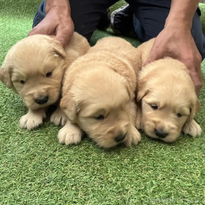 販売中の大分県のゴールデンレトリーバー-423556