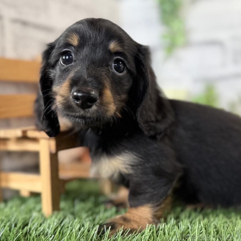 販売中の埼玉県のミニチュアダックスフンド(ロングヘアード)-423564