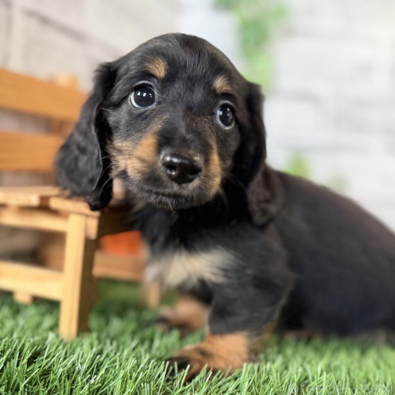 販売中の埼玉県のミニチュアダックスフンド(ロングヘアード)-423564の11枚目