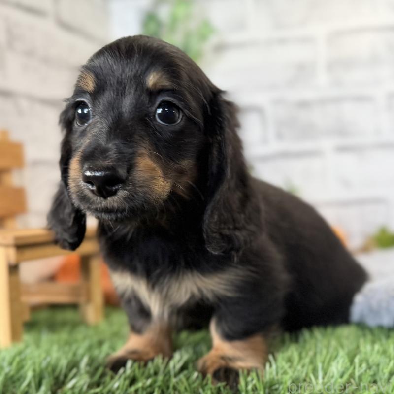 販売中の埼玉県のミニチュアダックスフンド(ロングヘアード)-423564の10枚目