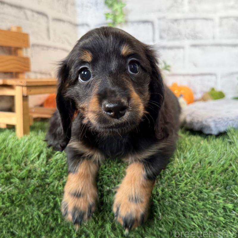 販売中の埼玉県のミニチュアダックスフンド(ロングヘアード)-423564の9枚目