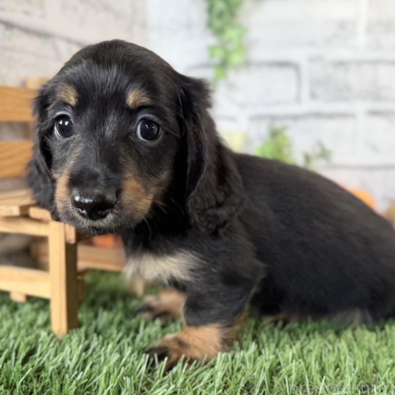 販売中の埼玉県のミニチュアダックスフンド(ロングヘアード)-423564の8枚目