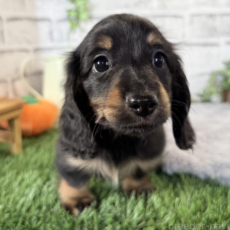 販売中の埼玉県のミニチュアダックスフンド(ロングヘアード)-423564の7枚目