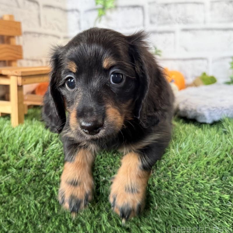 販売中の埼玉県のミニチュアダックスフンド(ロングヘアード)-423564の6枚目