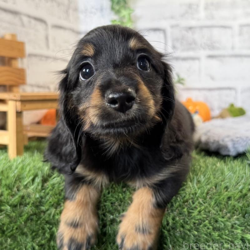 販売中の埼玉県のミニチュアダックスフンド(ロングヘアード)-423564の5枚目