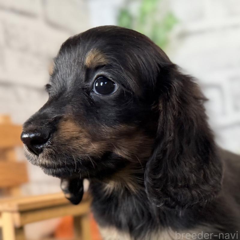 販売中の埼玉県のミニチュアダックスフンド(ロングヘアード)-423564の4枚目