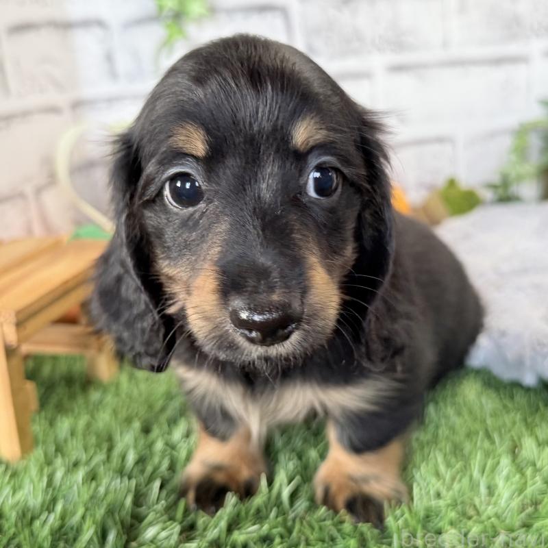 販売中の埼玉県のミニチュアダックスフンド(ロングヘアード)-423564の3枚目