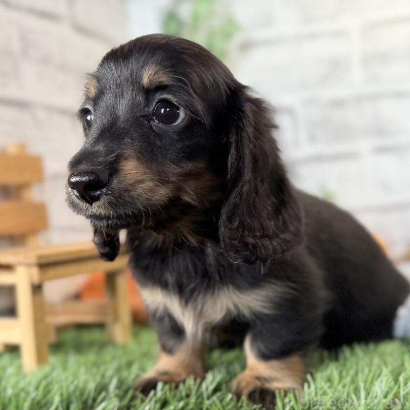 販売中の埼玉県のミニチュアダックスフンド(ロングヘアード)-423564の2枚目