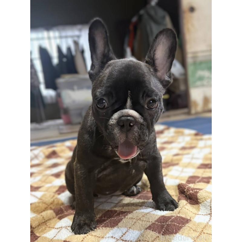 販売中の愛媛県のフレンチブルドッグ-412301の16枚目