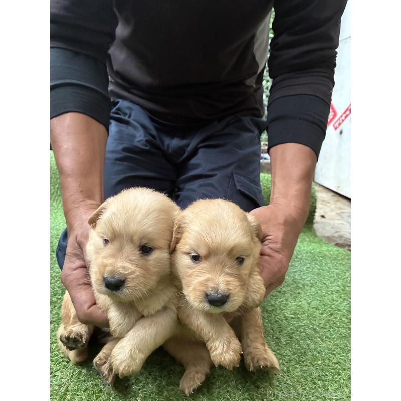 販売中の大分県のゴールデンレトリーバー-423558の2枚目