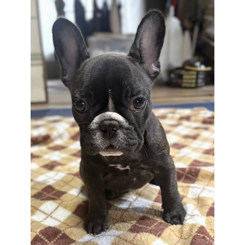 販売中の愛媛県のフレンチブルドッグ-412301の13枚目