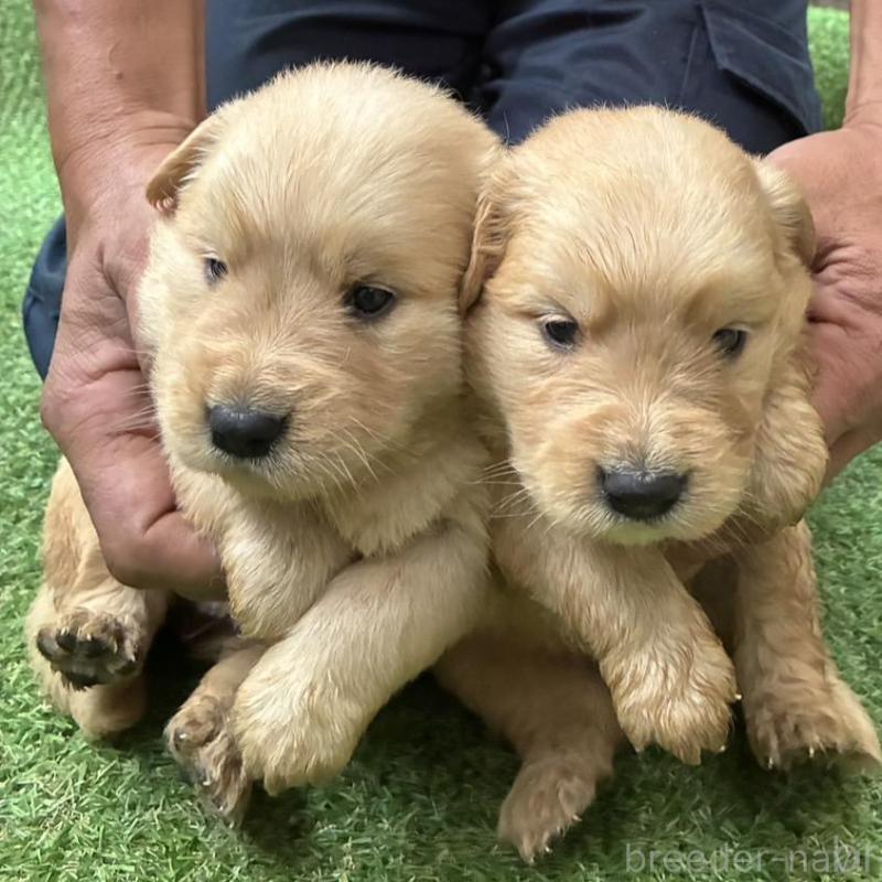 販売中の大分県のゴールデンレトリーバー-423558