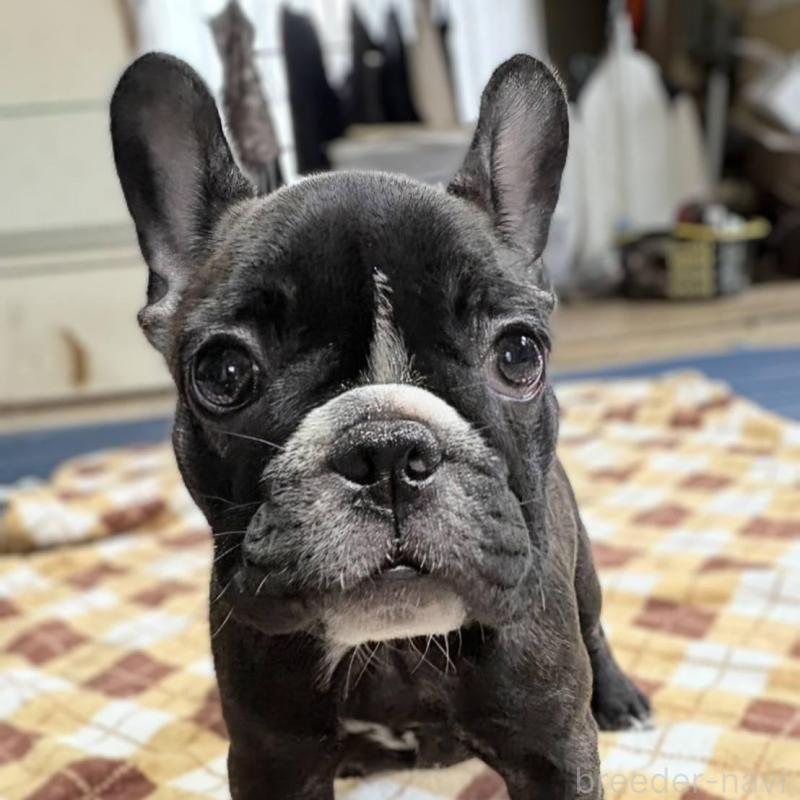 販売中の愛媛県のフレンチブルドッグ-412301の12枚目