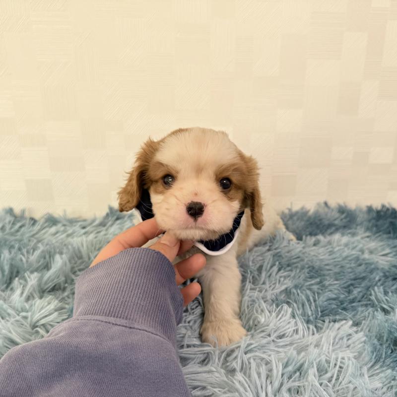 販売中の埼玉県のキャバリアキングチャールズスパニエル-421886