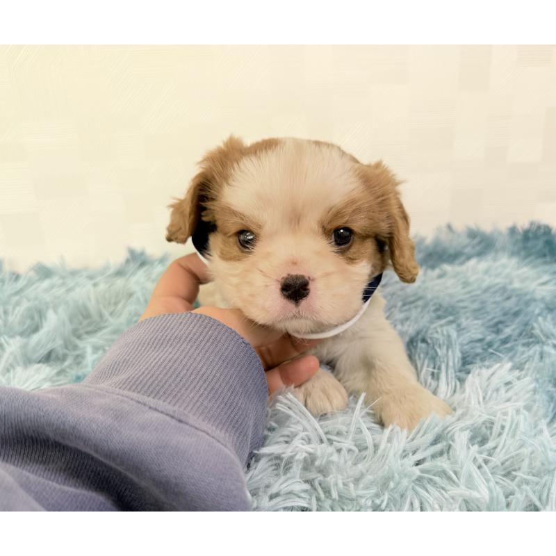 成約済の埼玉県のキャバリアキングチャールズスパニエル-421886の5枚目