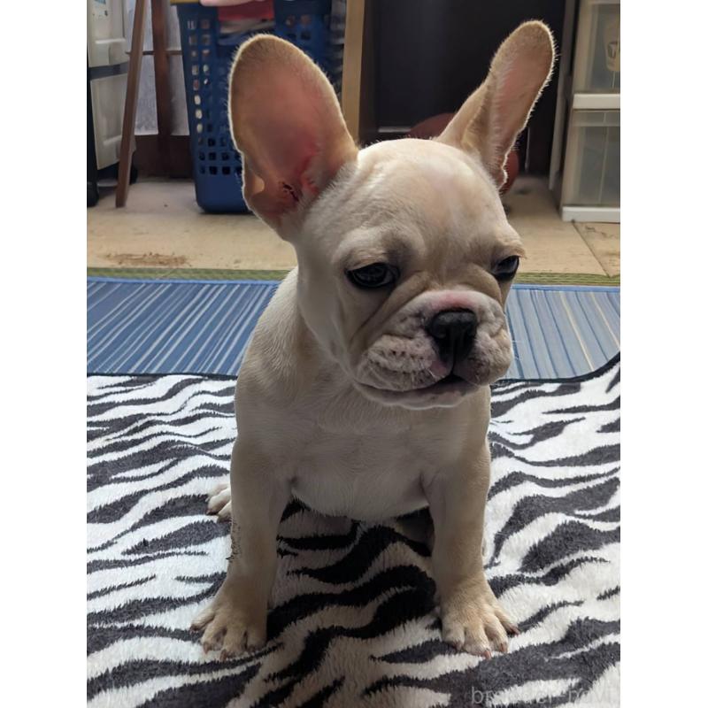 販売中の愛媛県のフレンチブルドッグ-412306の15枚目
