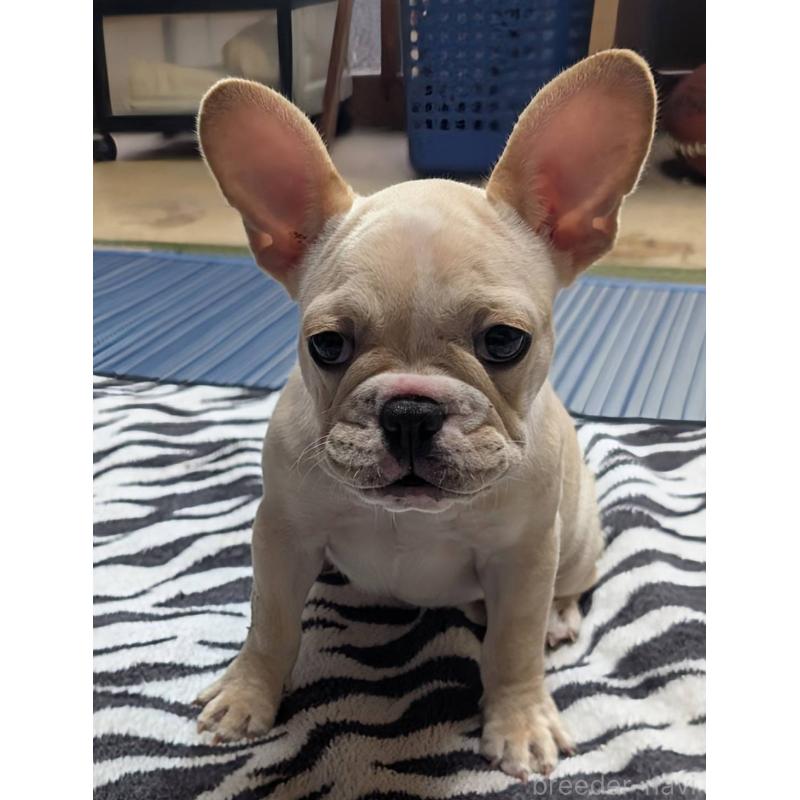 販売中の愛媛県のフレンチブルドッグ-412306の14枚目