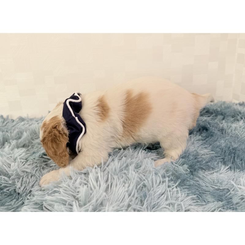 成約済の埼玉県のキャバリアキングチャールズスパニエル-421886の4枚目