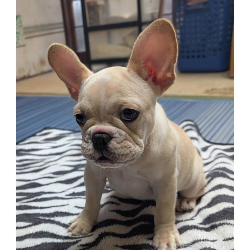 販売中の愛媛県のフレンチブルドッグ-412306の13枚目