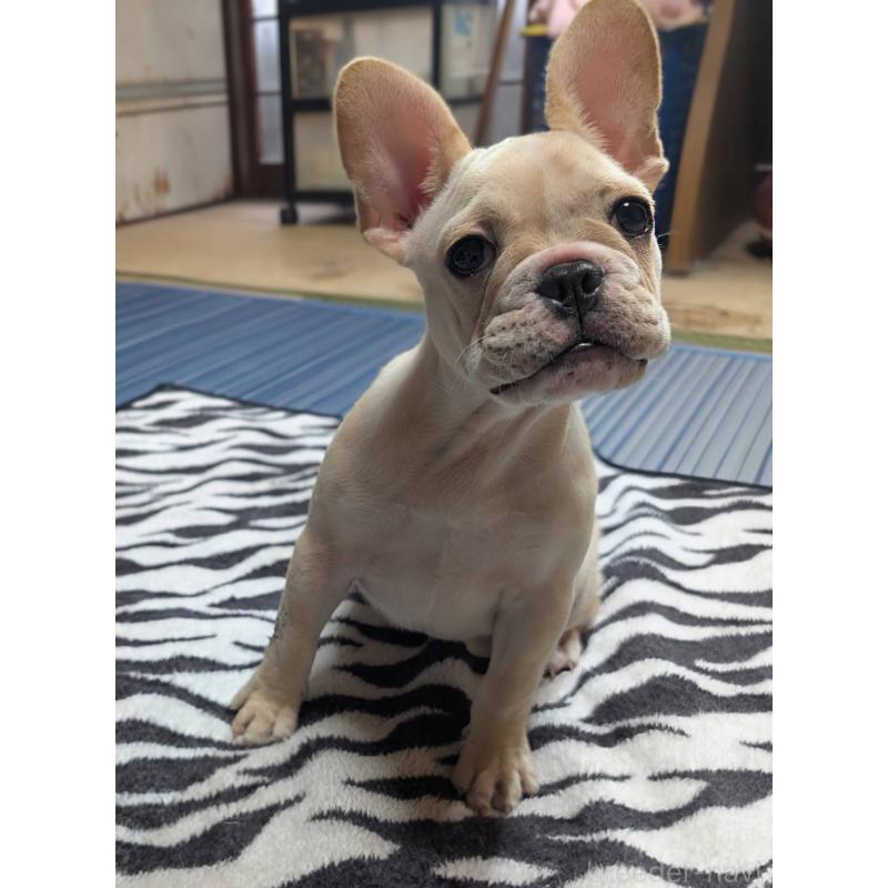 販売中の愛媛県のフレンチブルドッグ-412306の12枚目