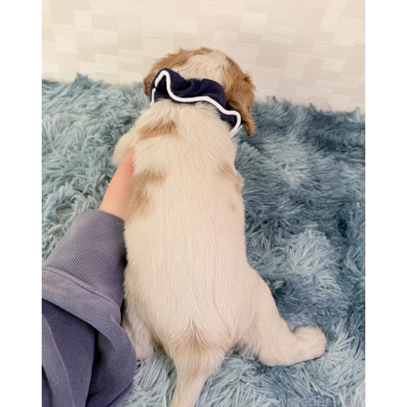 成約済の埼玉県のキャバリアキングチャールズスパニエル-421886の3枚目