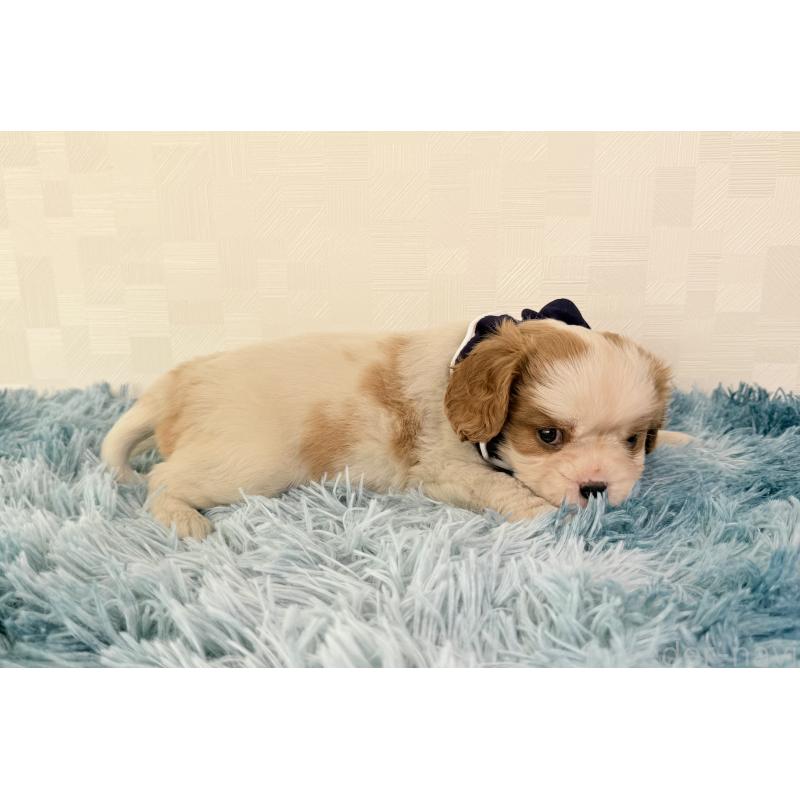 成約済の埼玉県のキャバリアキングチャールズスパニエル-421886の2枚目