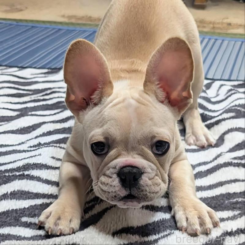 販売中の愛媛県のフレンチブルドッグ-412306の10枚目