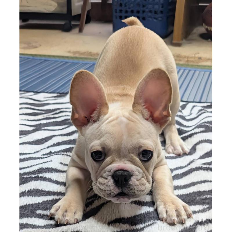販売中の愛媛県のフレンチブルドッグ-412306の9枚目