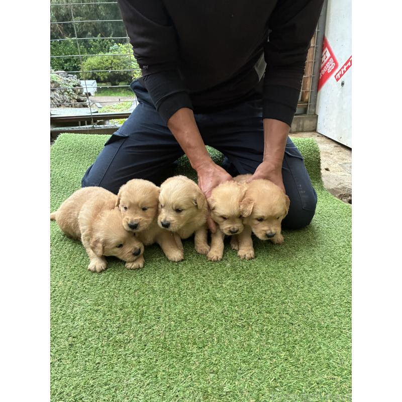 販売中の大分県のゴールデンレトリーバー-423560の4枚目