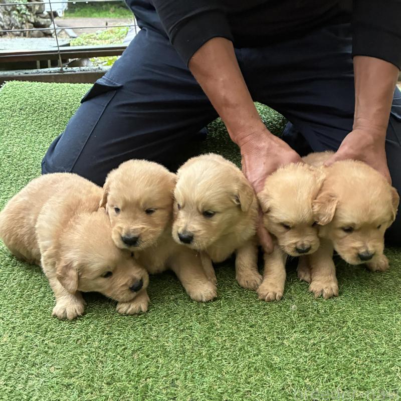 販売中の大分県のゴールデンレトリーバー-423560の1枚目