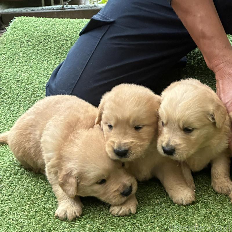 販売中の大分県のゴールデンレトリーバー-423560の3枚目