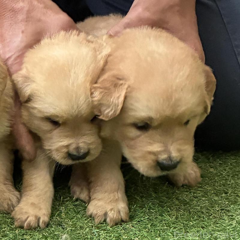 販売中の大分県のゴールデンレトリーバー-423560の2枚目