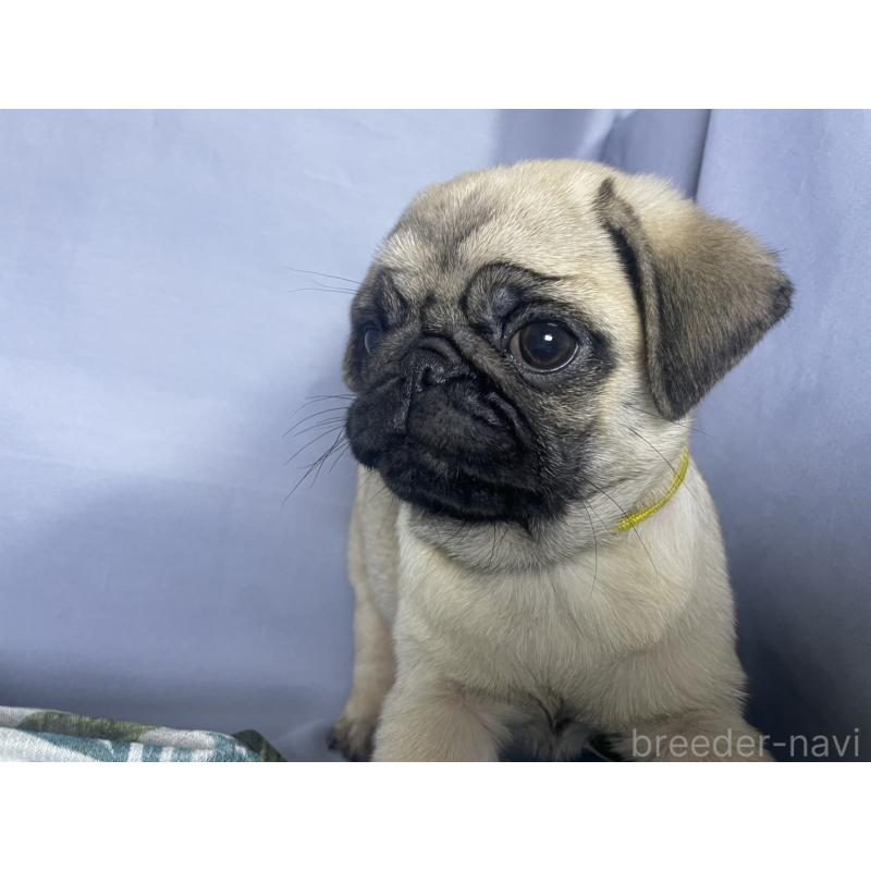 販売中の千葉県のパグ-417758の20枚目