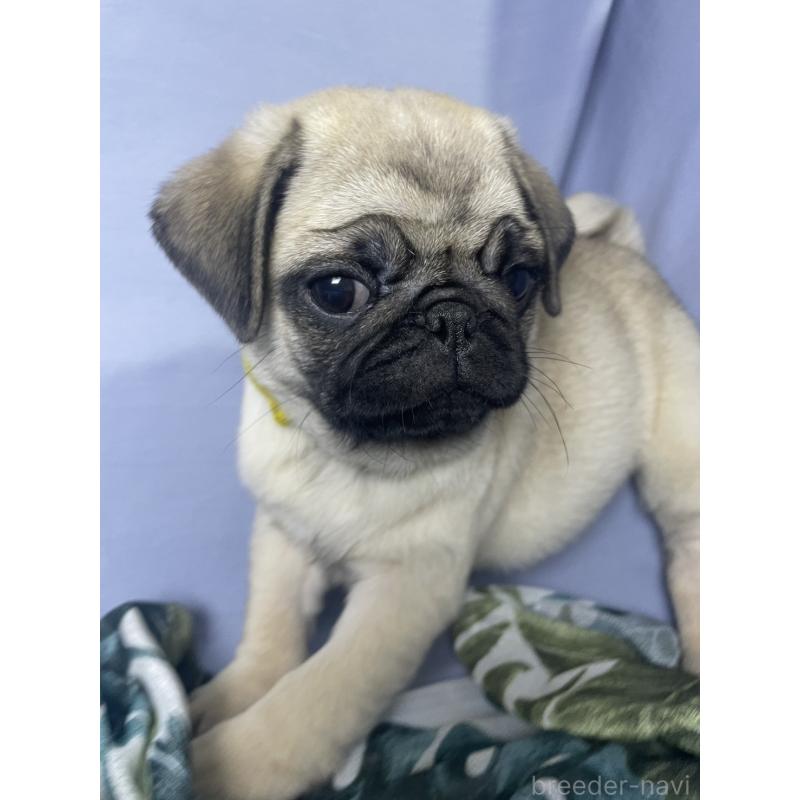 販売中の千葉県のパグ-417758の19枚目