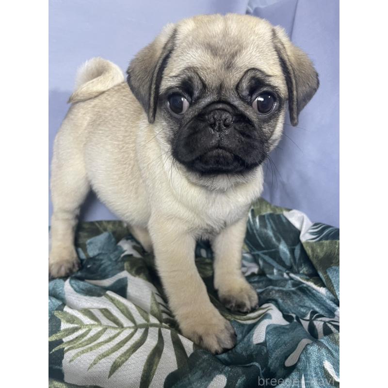 販売中の千葉県のパグ-417758の18枚目