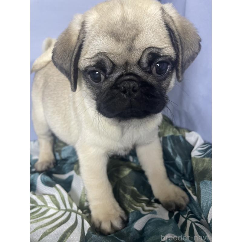 販売中の千葉県のパグ-417758の17枚目