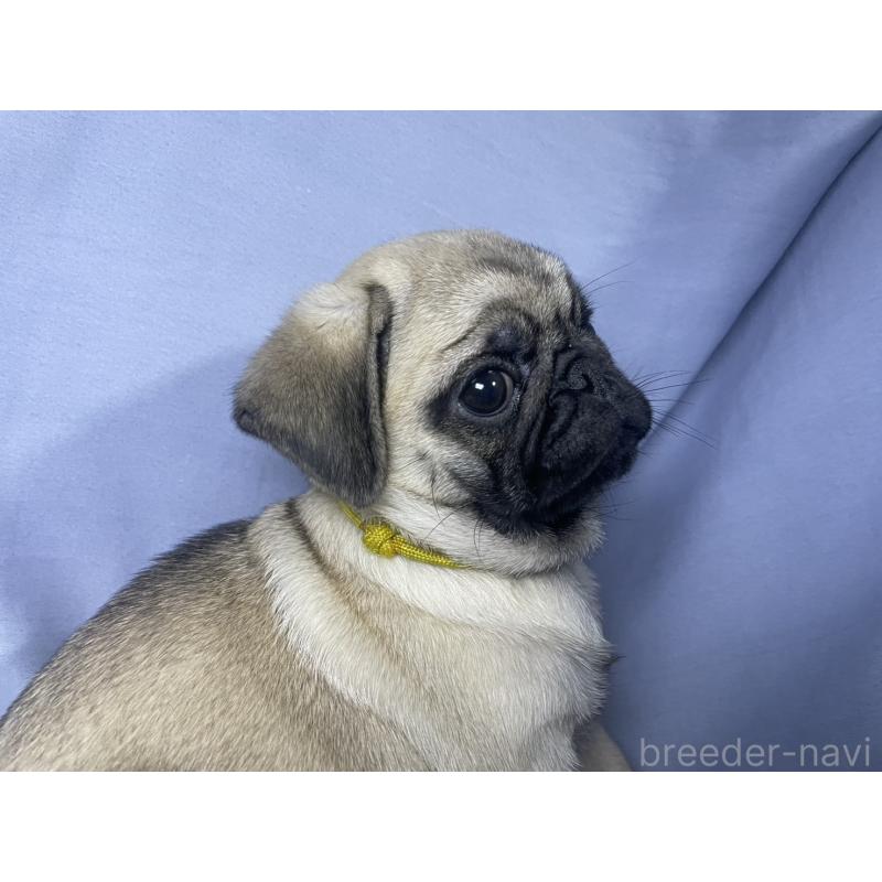 販売中の千葉県のパグ-417758の16枚目