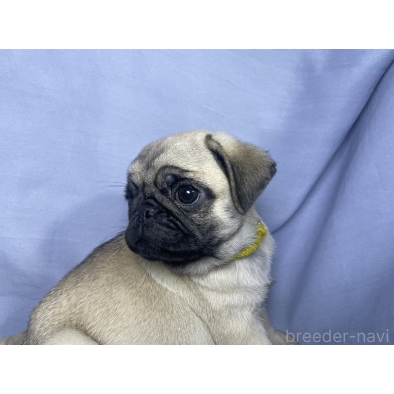 販売中の千葉県のパグ-417758の15枚目