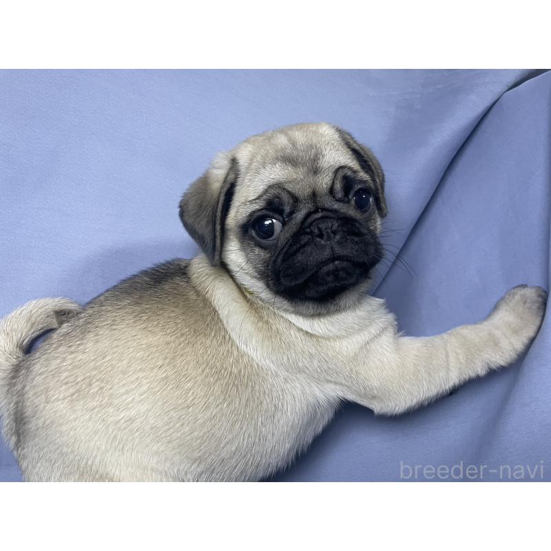 販売中の千葉県のパグ-417758の14枚目
