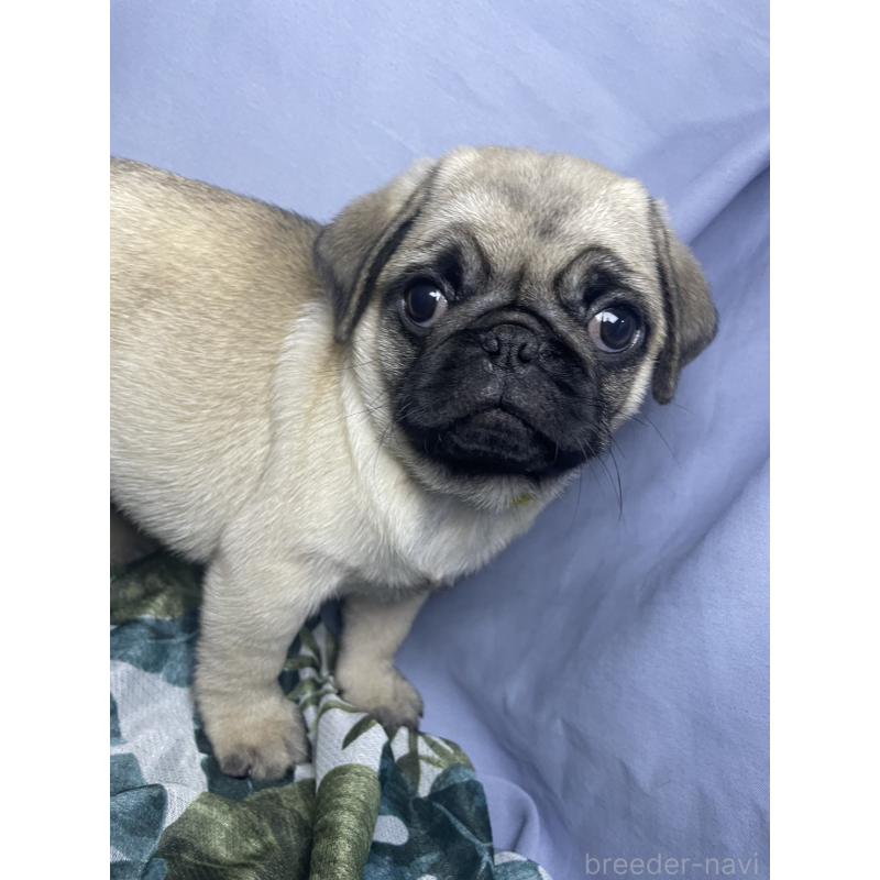 販売中の千葉県のパグ-417758の13枚目