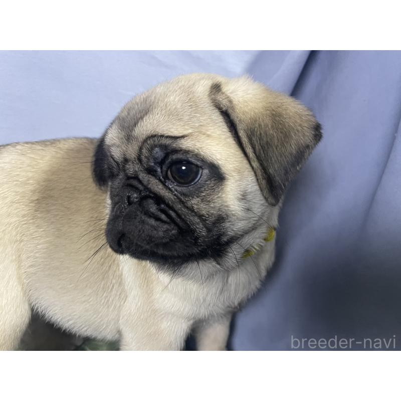 販売中の千葉県のパグ-417758の12枚目